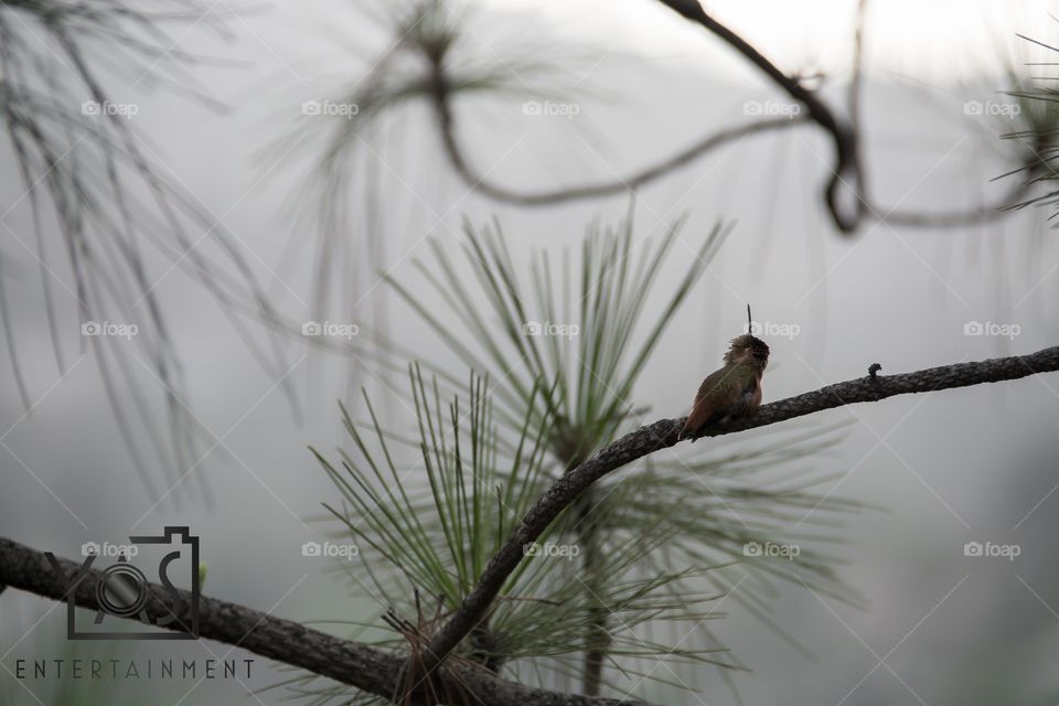 Nature, Tree, Outdoors, No Person, Bird