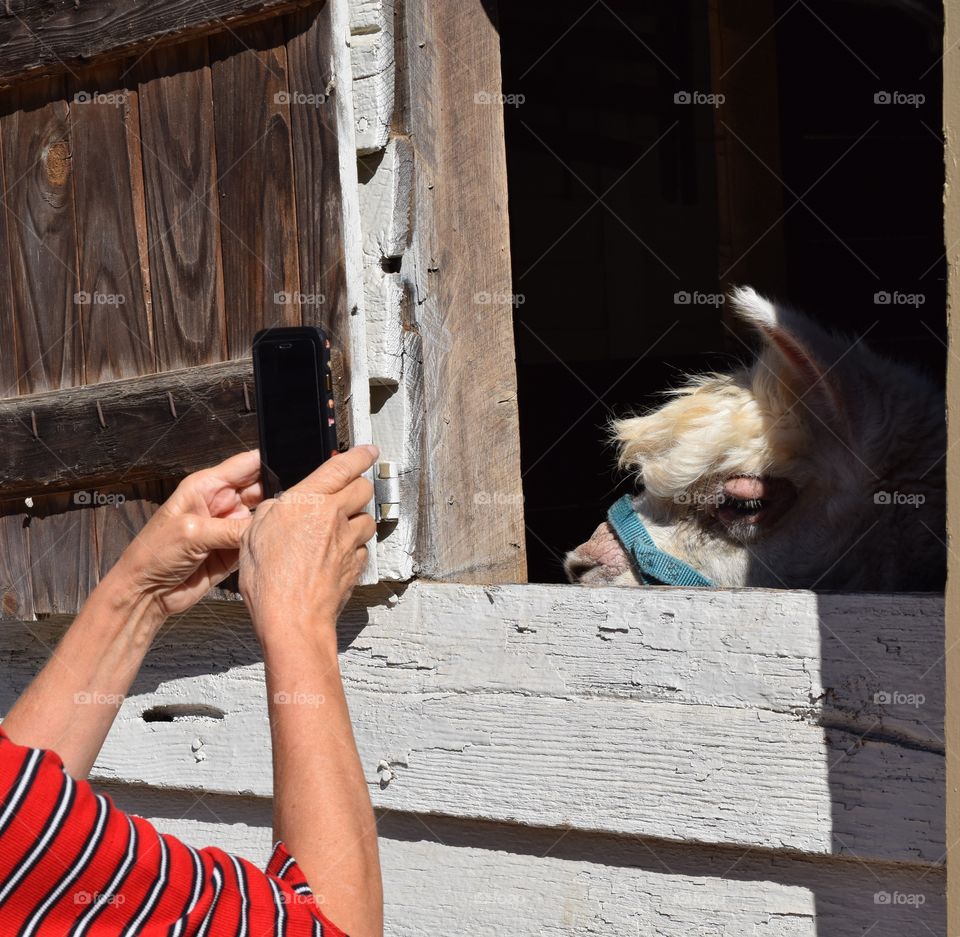 Photographing a llama