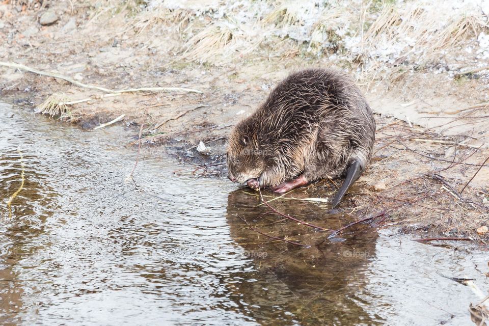 Beaver by a small creek, wildlife in Sweden 