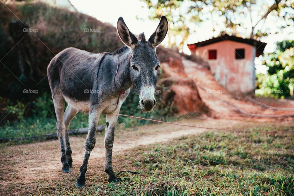 A small donkey tied up on a dirt road with grass surrounding it. In the,, background there is a rustic building.