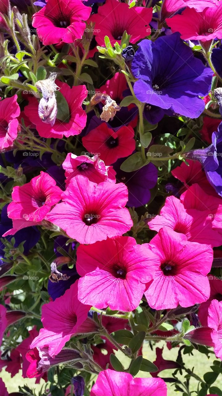 Petunias . The town I live in line the streets with baskets of hanging petunias 