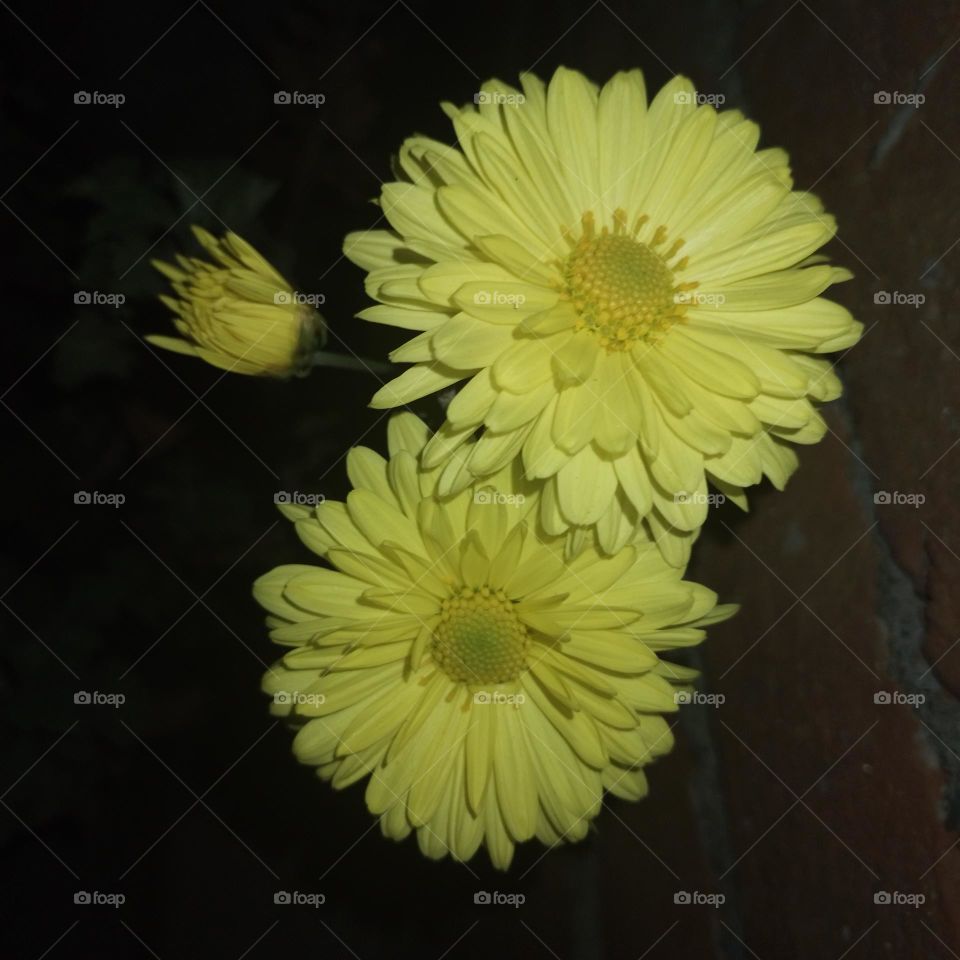 Chrysanthemum yellow