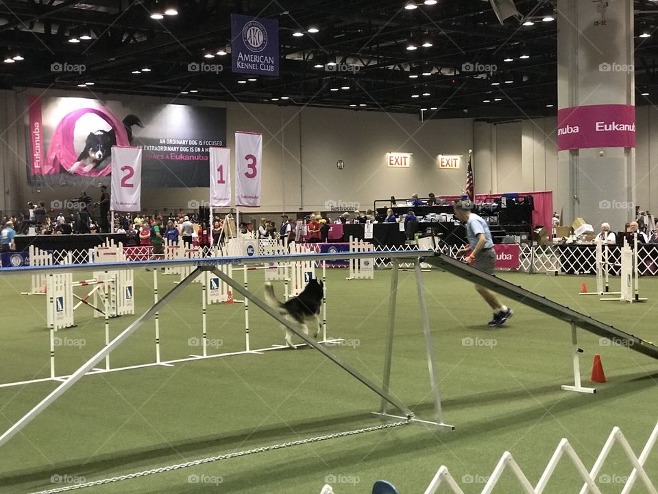 Competition, Game, Athlete, People, Exhibition