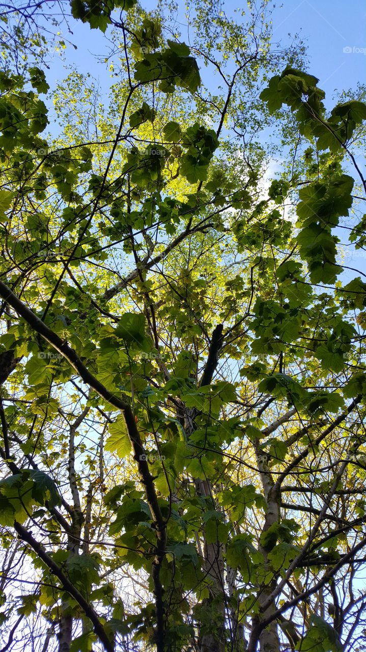 Leaf, Nature, Tree, Growth, Flora