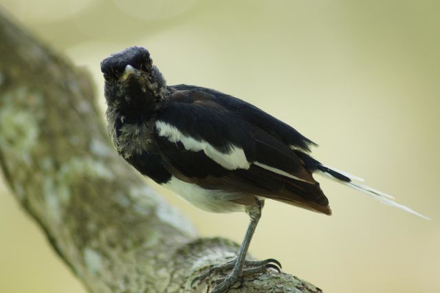bird 2