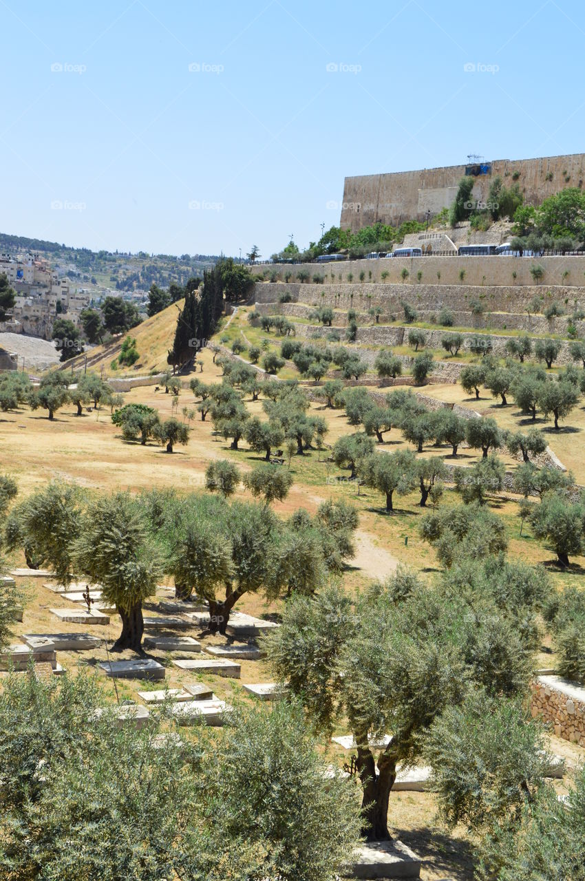 árvores de Jerusalém