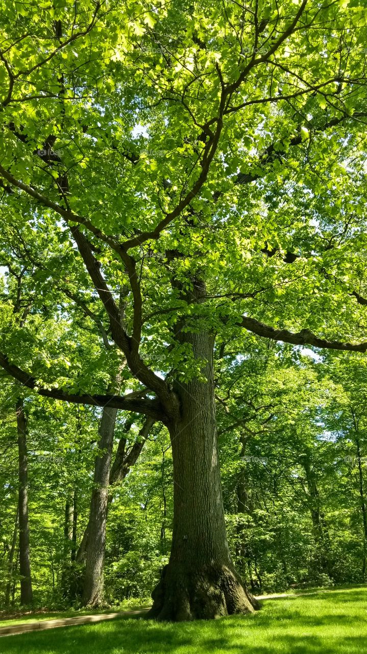 Healthy strong trees. Tall tree with beautiful leaves. Good branches. Botanical garden.