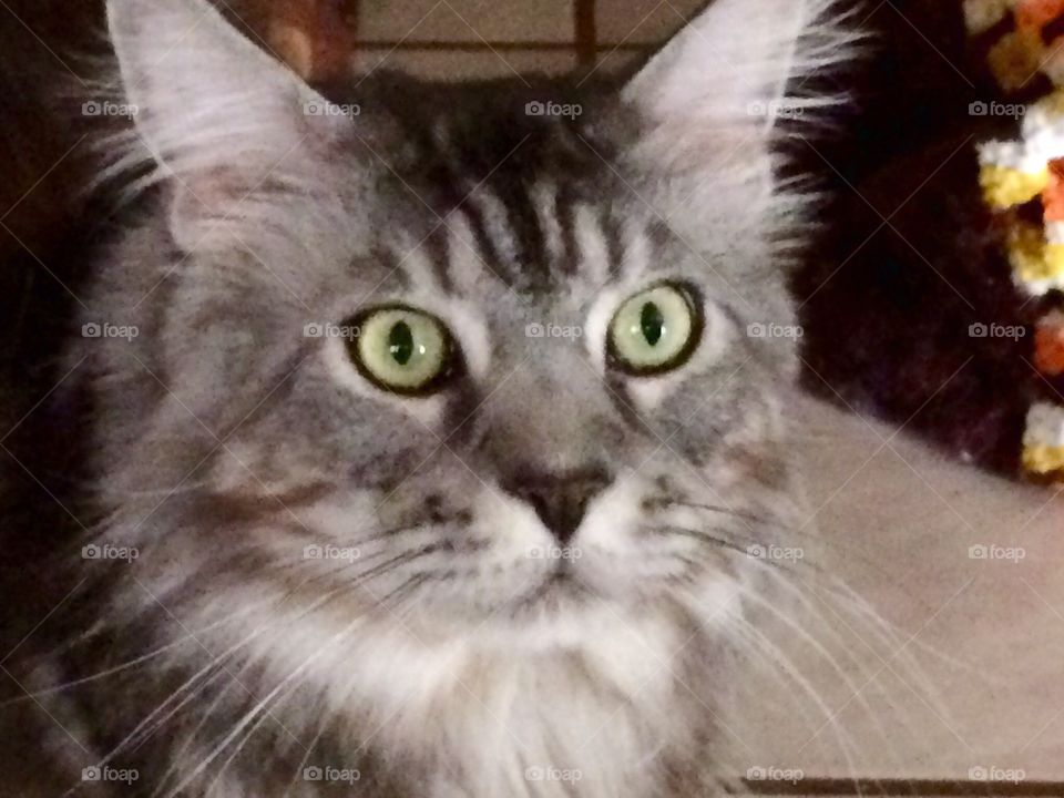 Frisco  looking handsome...