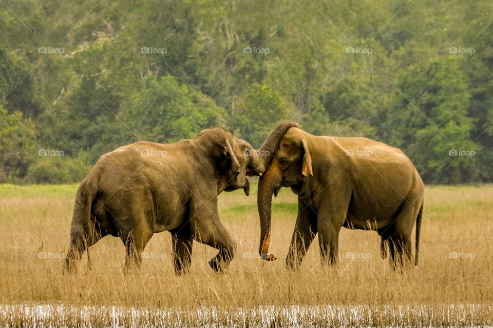Happy wild elephants blessing in harmony at countryside ,Srilanka