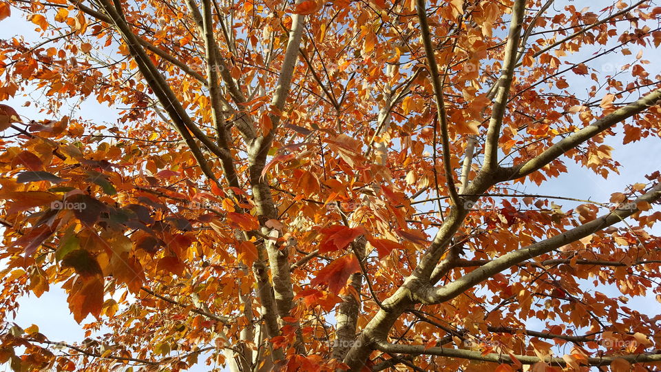 looking up in tree