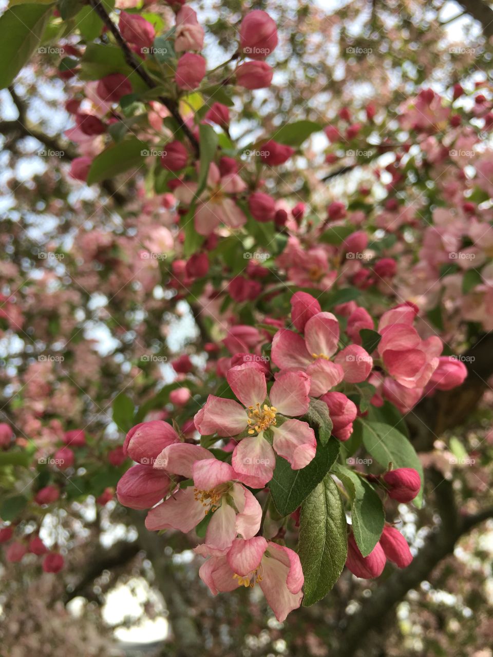 Blossoms in CT in early May