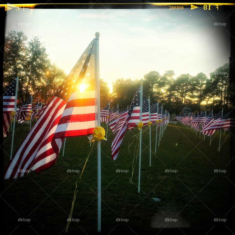 Flags at Veterans' Day remembrance 