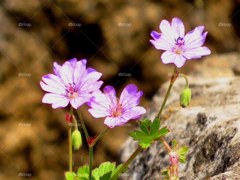 Close-up of purple flower