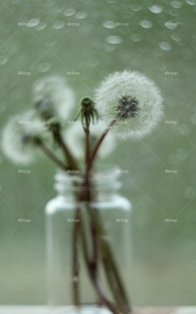 A bouquet of dandelions in a vase