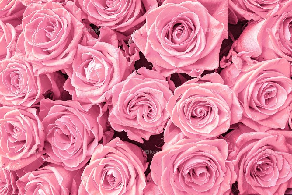 pink roses 