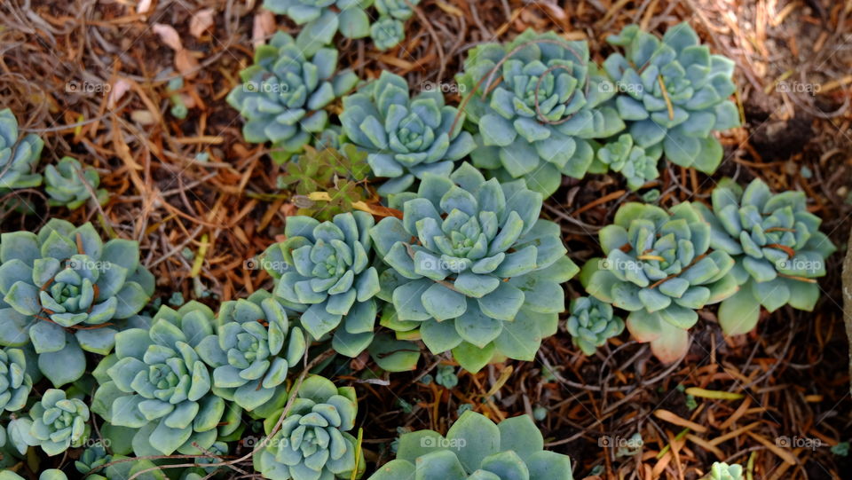 Succulents​, lush green rosettes of Echeveria Amoena