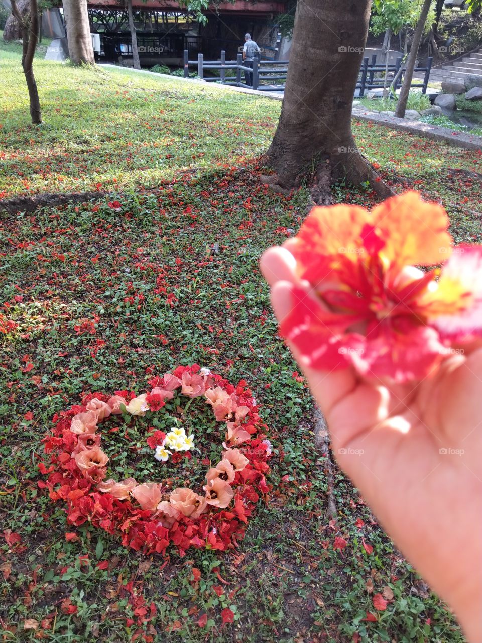 To my beloved, beautiful fallen flowers. use a colorful heart-shape as a memory of this season(summer, includes: flame tree's flowers, Linden hibiscus' flowers & Plumeria's). flame tree also called phonex tree, a beautiful name.