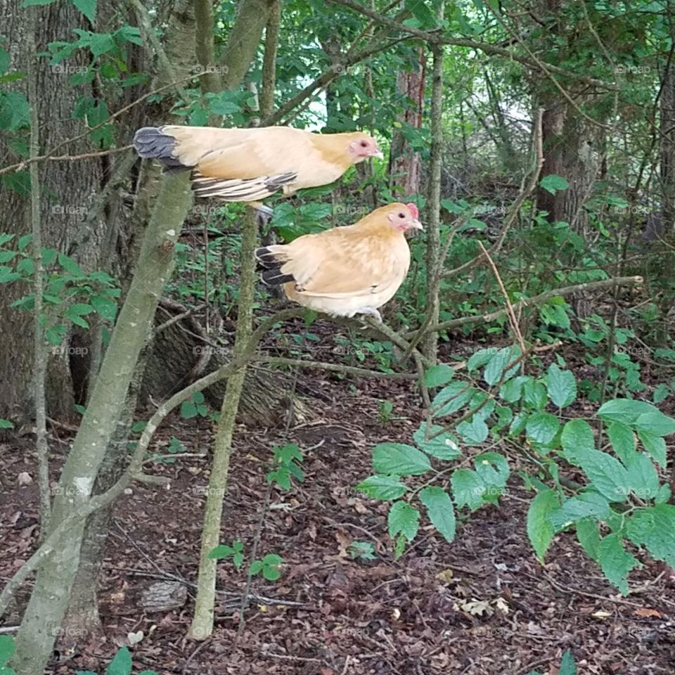 high in a tree