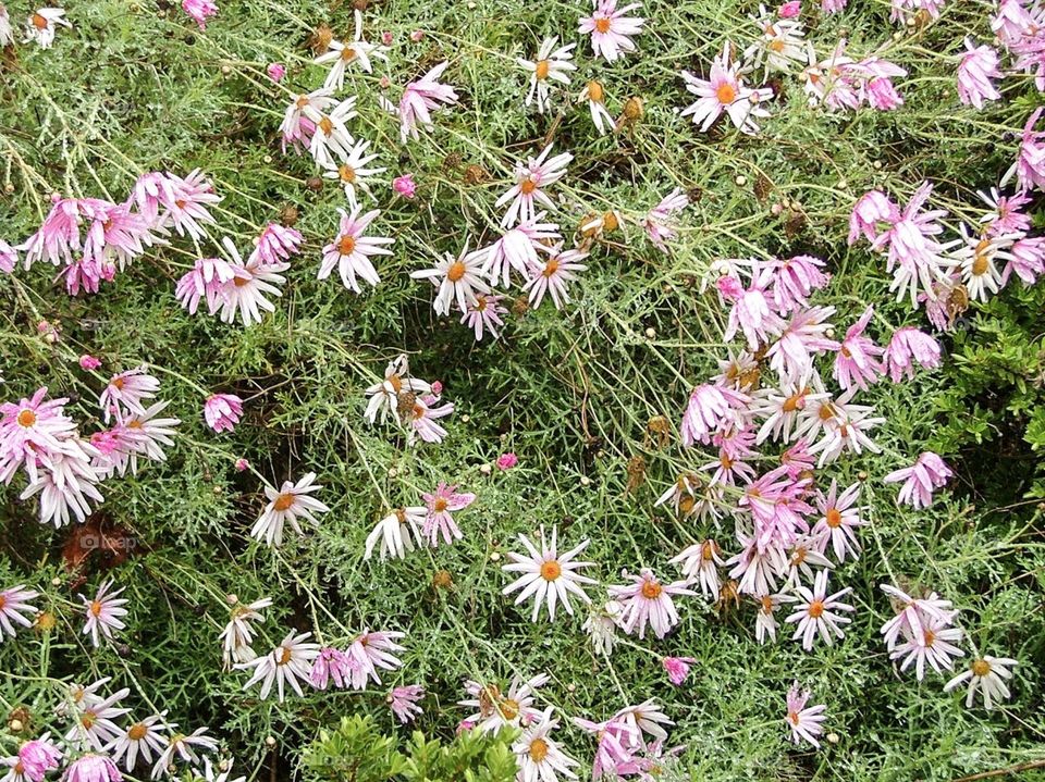 Flowers in the rain