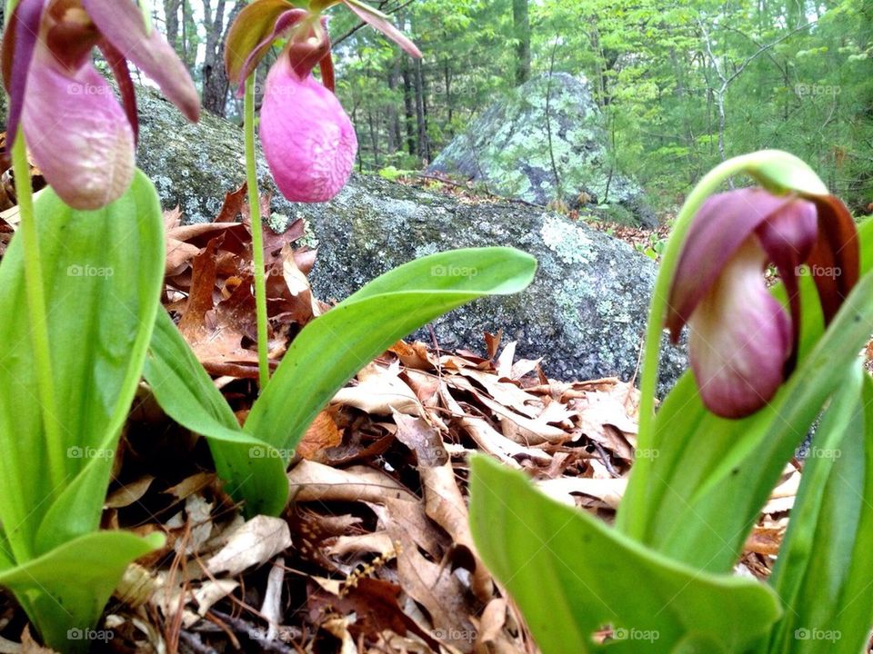 Lady slippers 