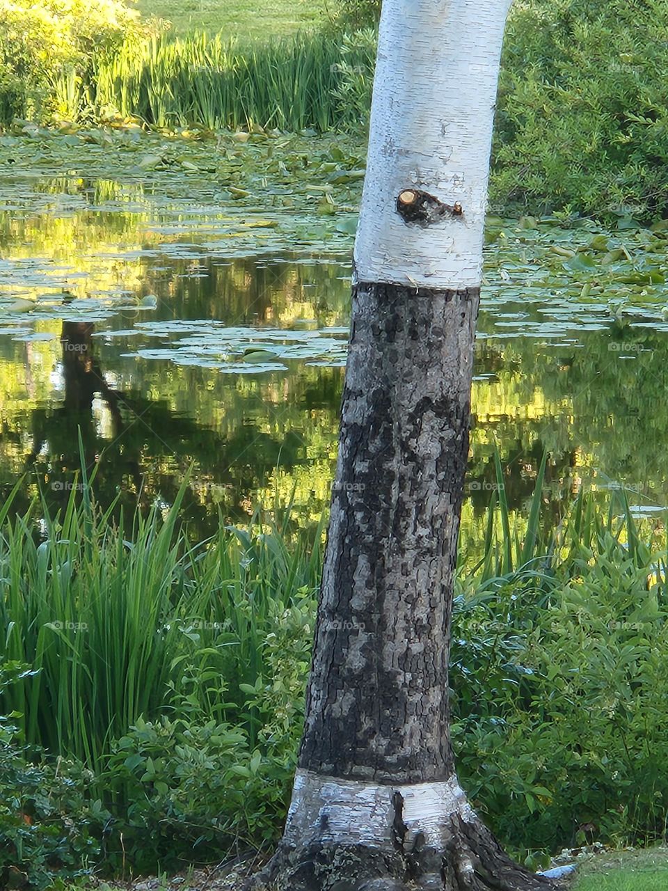 two-tone tree trunk standing at the edge of a reflecting pond in Oregon