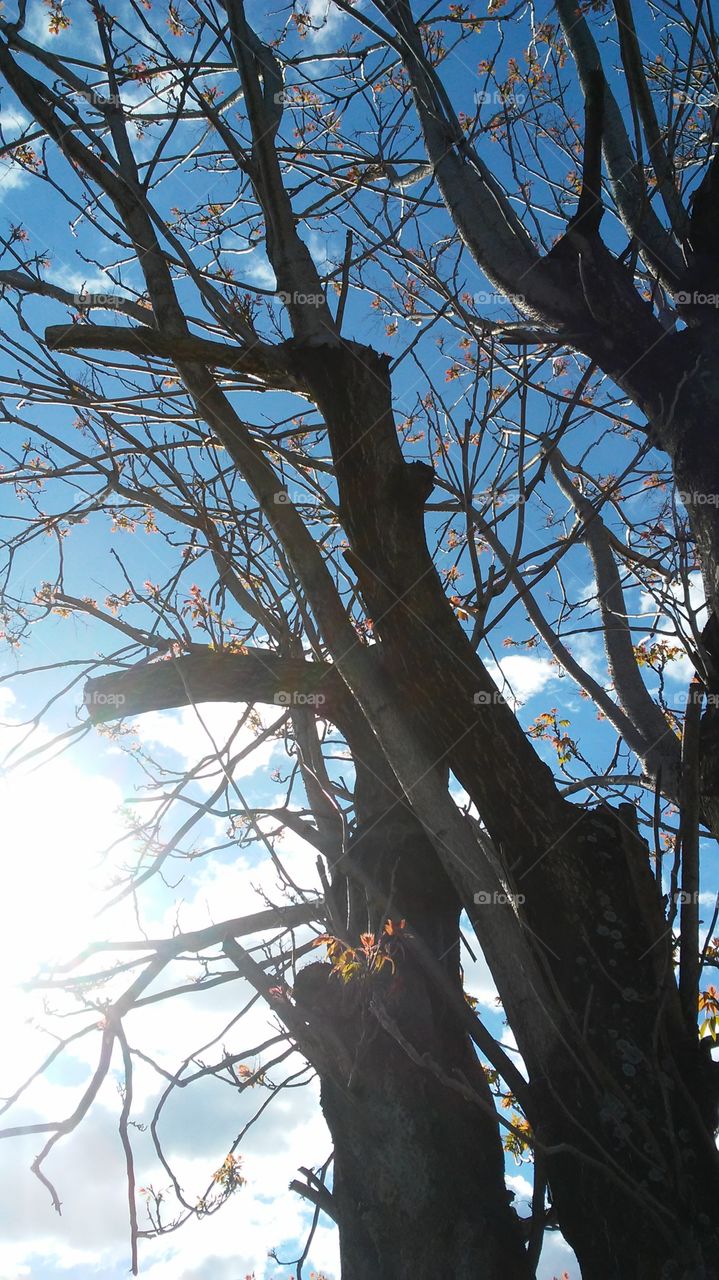 sky. spring
 sun. trees
 light