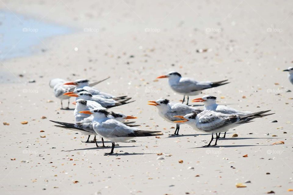 Birds watch the waves at Ponte Vedra Beach Florida