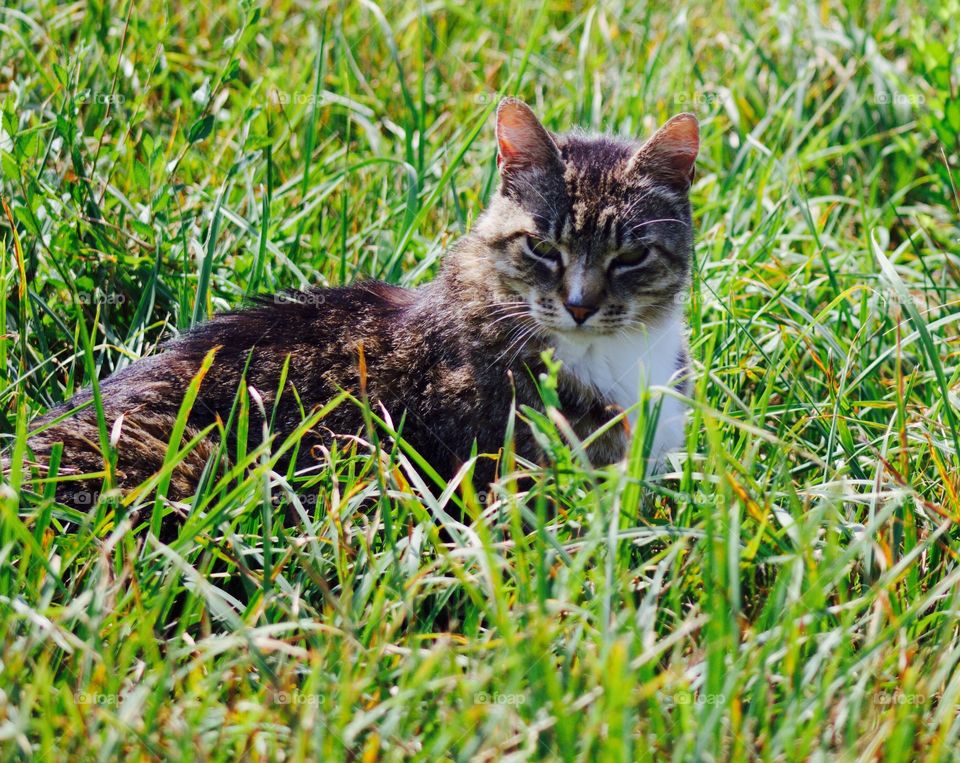 Summer Pets - grey tabby enjoying the summer sun in a lush pasture