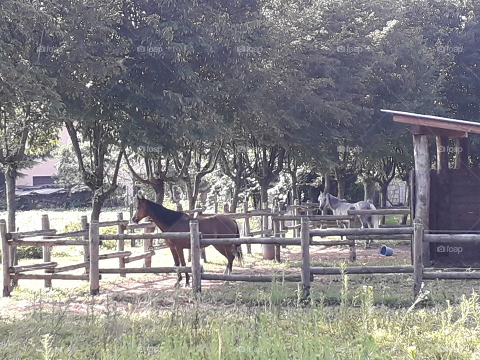 horses