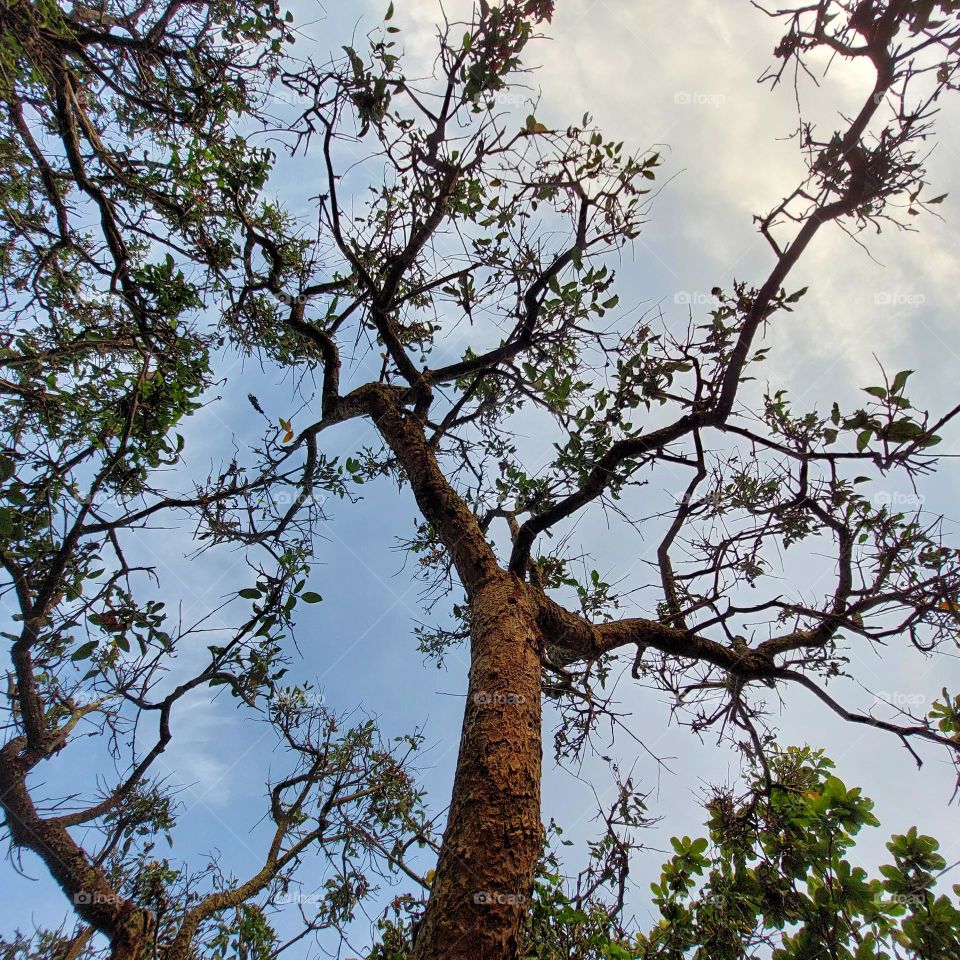 tree with few leaves, seen from below