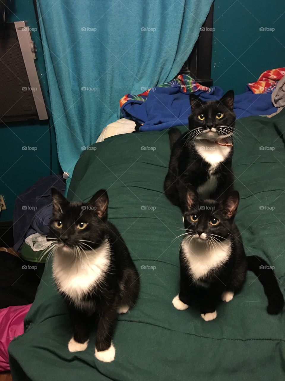 Three similar looking black and white cats 