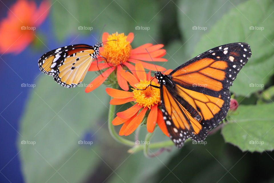 Butterfly, Insect, Nature, Monarch, No Person