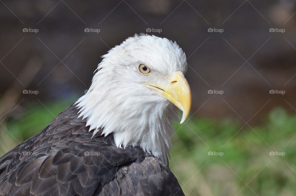 Bald eagle portrait 