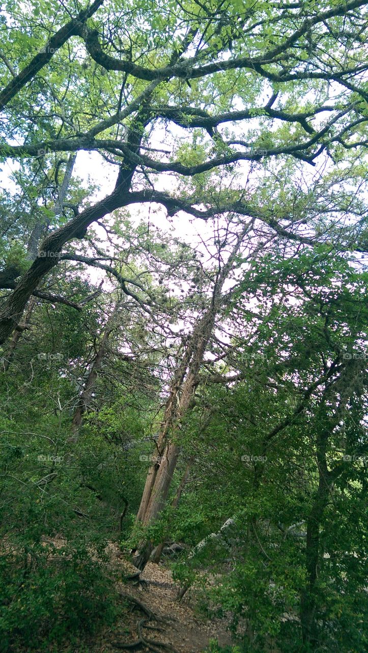 A walk in the woods.