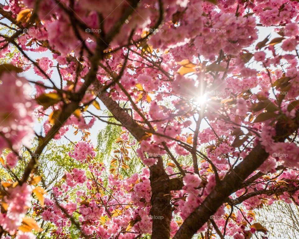 Cherry Blossoms