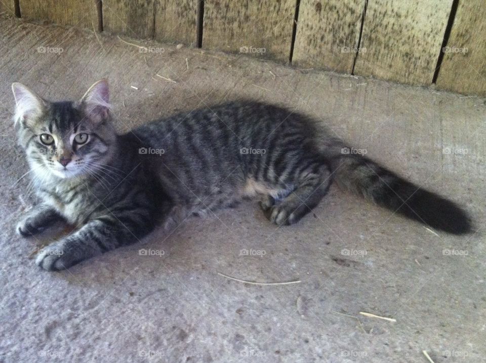 Barn cat