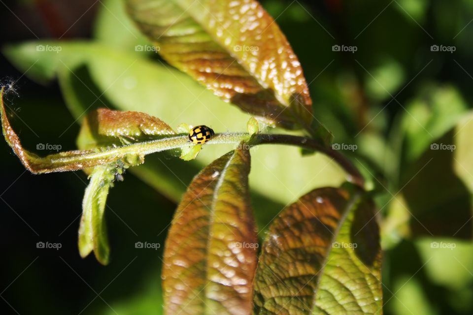 Insects on plants