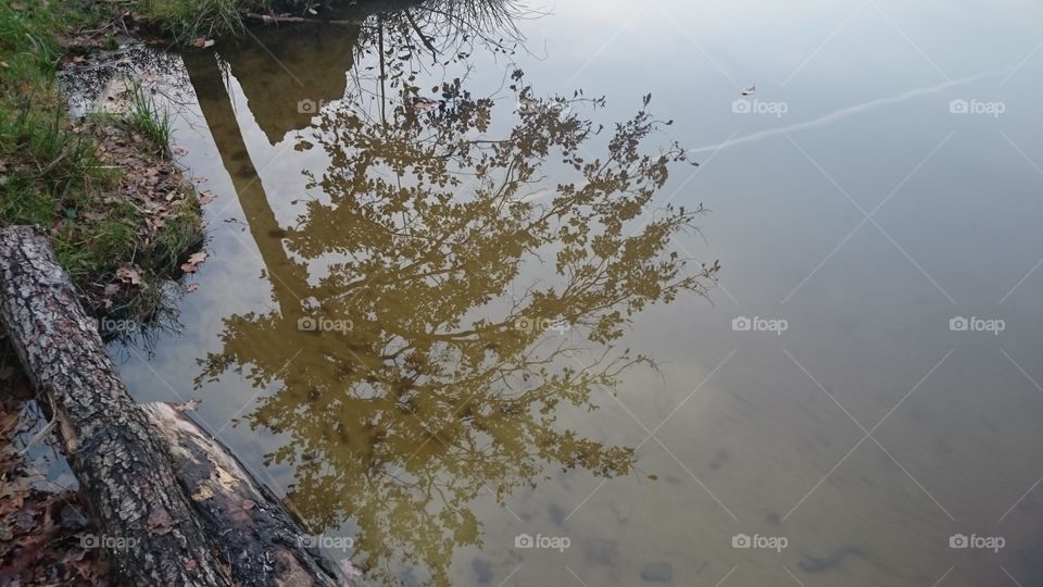 Lake with trees and sky reflecting in it and a couple of branches besides it.