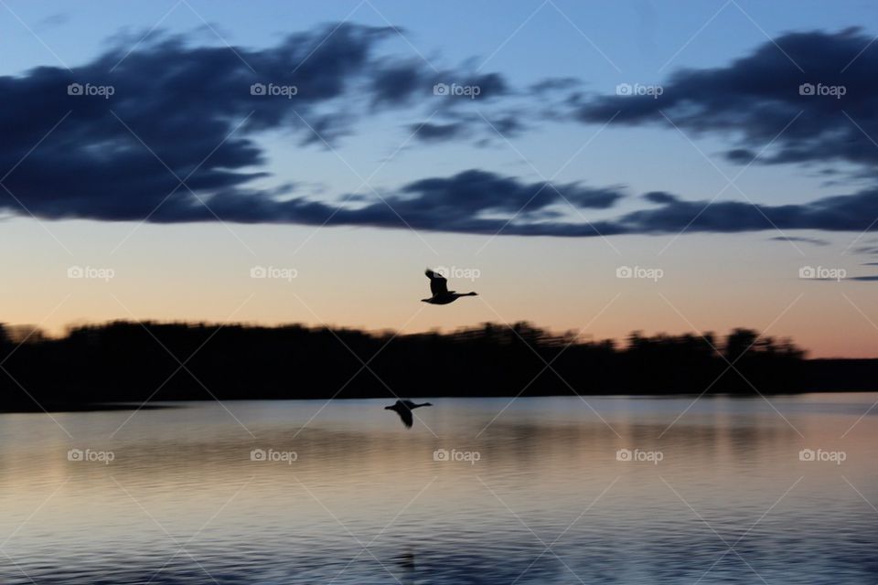 Flying birds at sunset