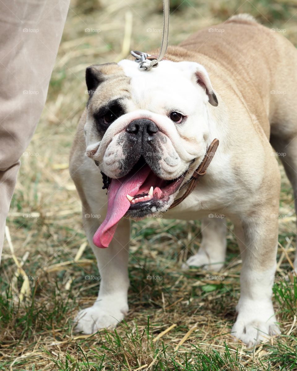 Cute beige english bulldog with his tongue out looking at the camera