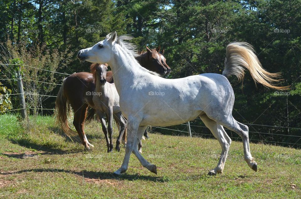 Arabian horse