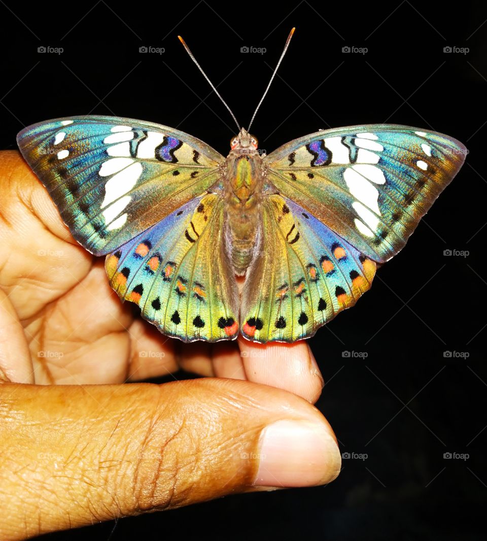 rainbow butterfly