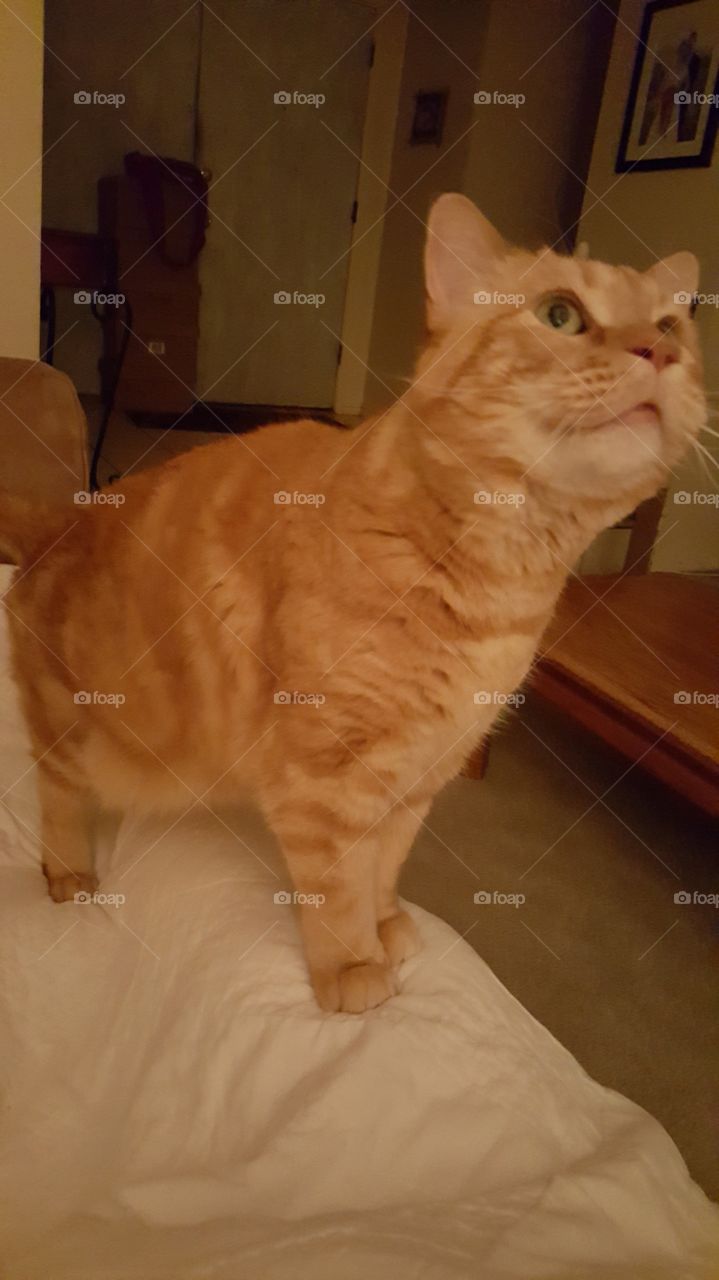 curious orange kitty