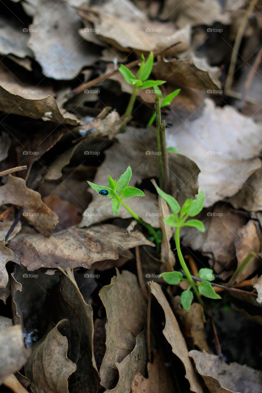 Life in dead leaves