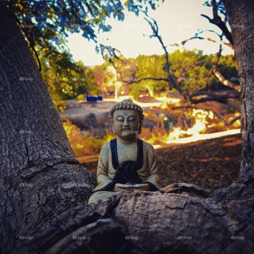 A statue of Buddha meditating found on a tree trunk at Metta Monastery in Valley Center, CA.