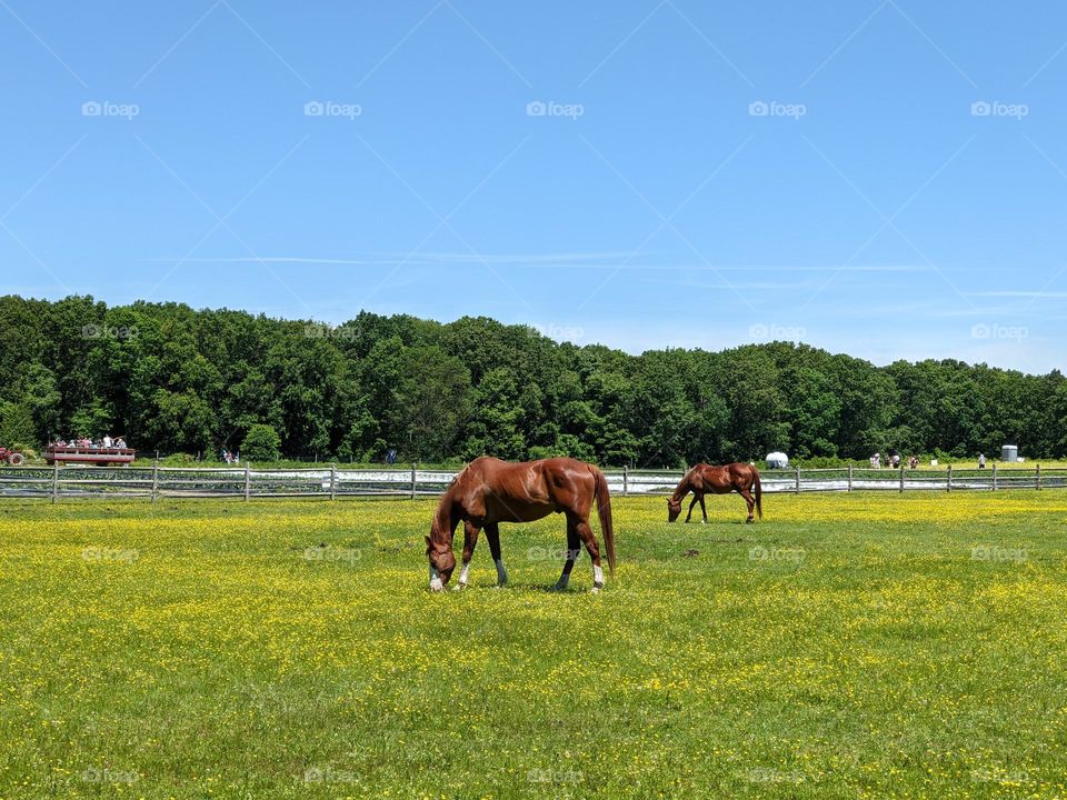 Horse on the farm