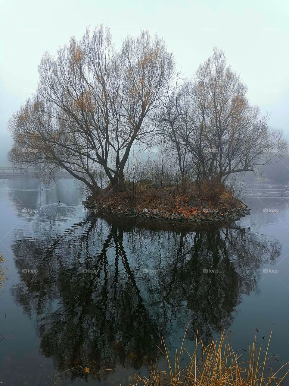 Pond. In the middle of the pond is an island with two trees. Fallen leaves lie on the ground. Trees are reflected in the water. Fog in the background. Late fall