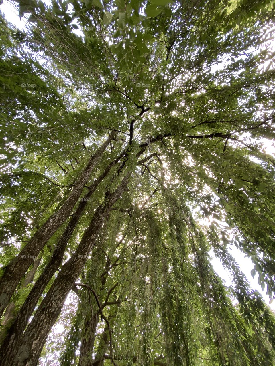 Looking up under the tree