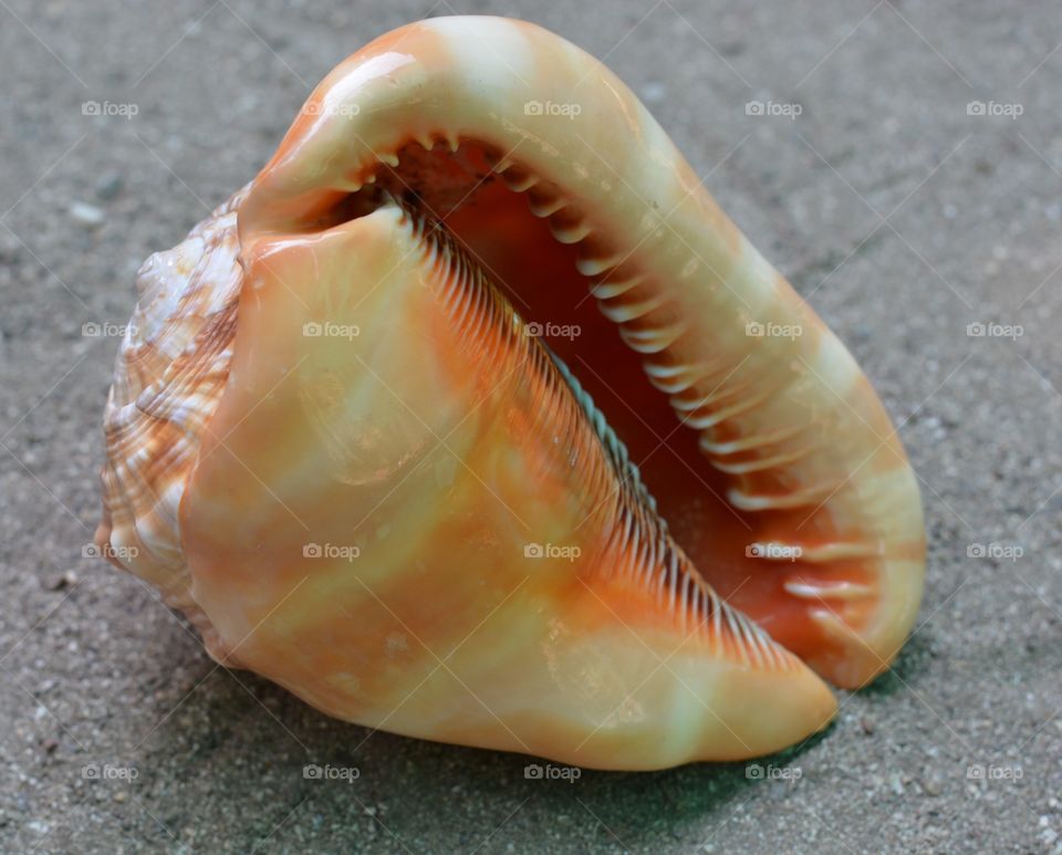 Close-up of seashell
