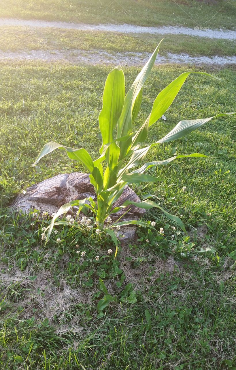 Corn Grows Anywhere in Indiana